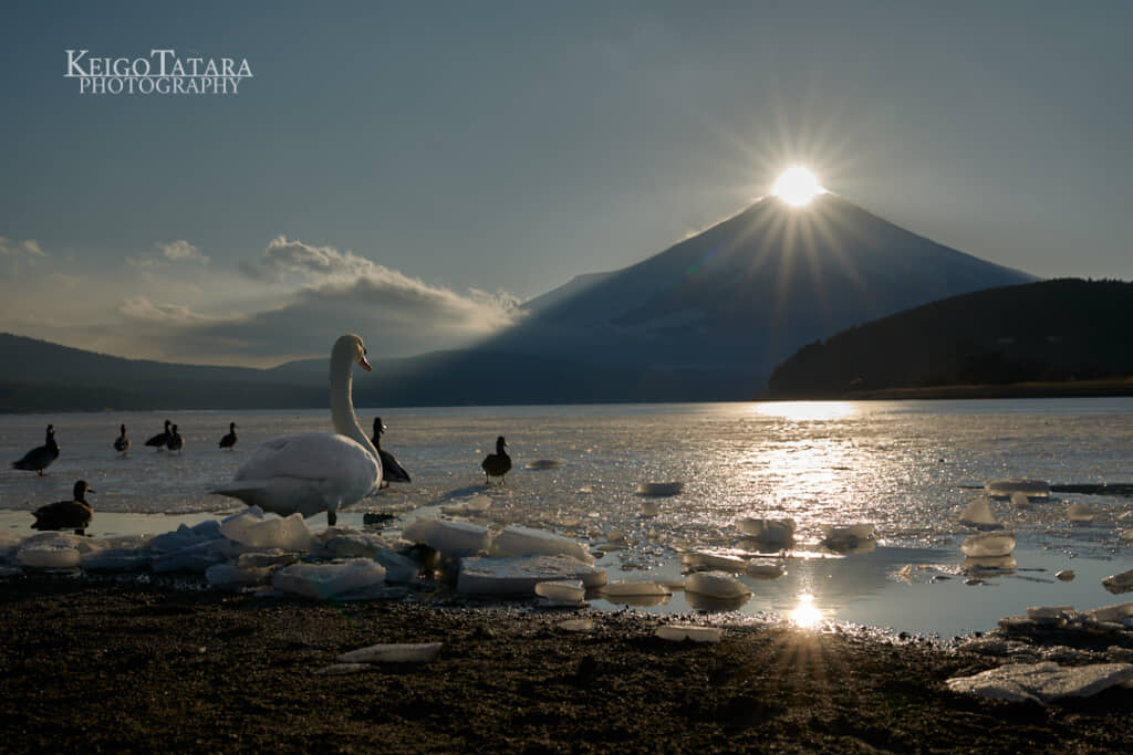 白鳥たちがダイヤモンド富士を見つめる美しい1枚