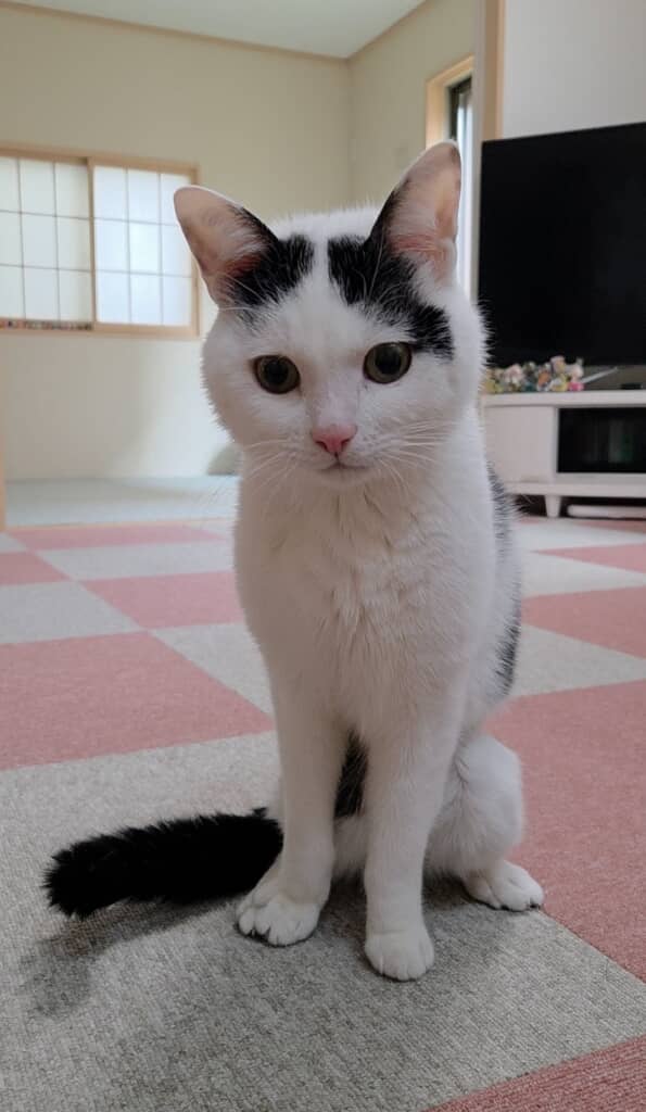 とにかくかわいいこもちくん