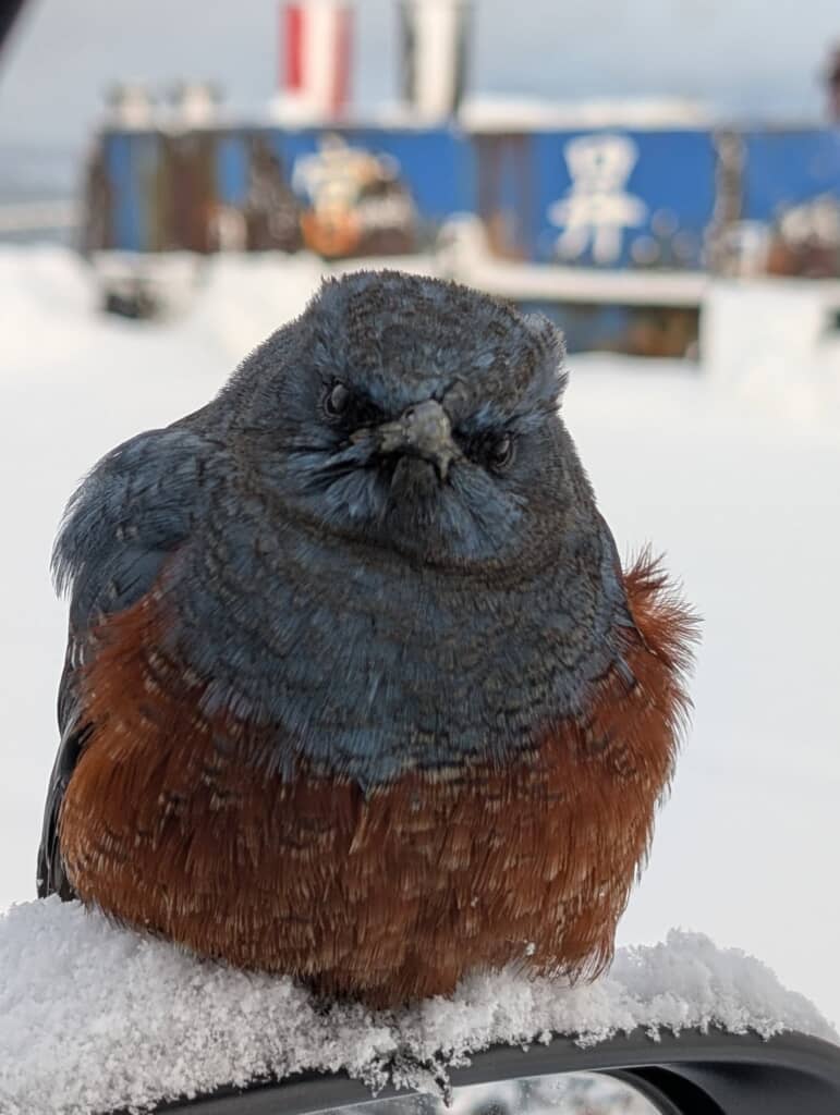 羽を膨らませながらムスッとした表情を向けてきます