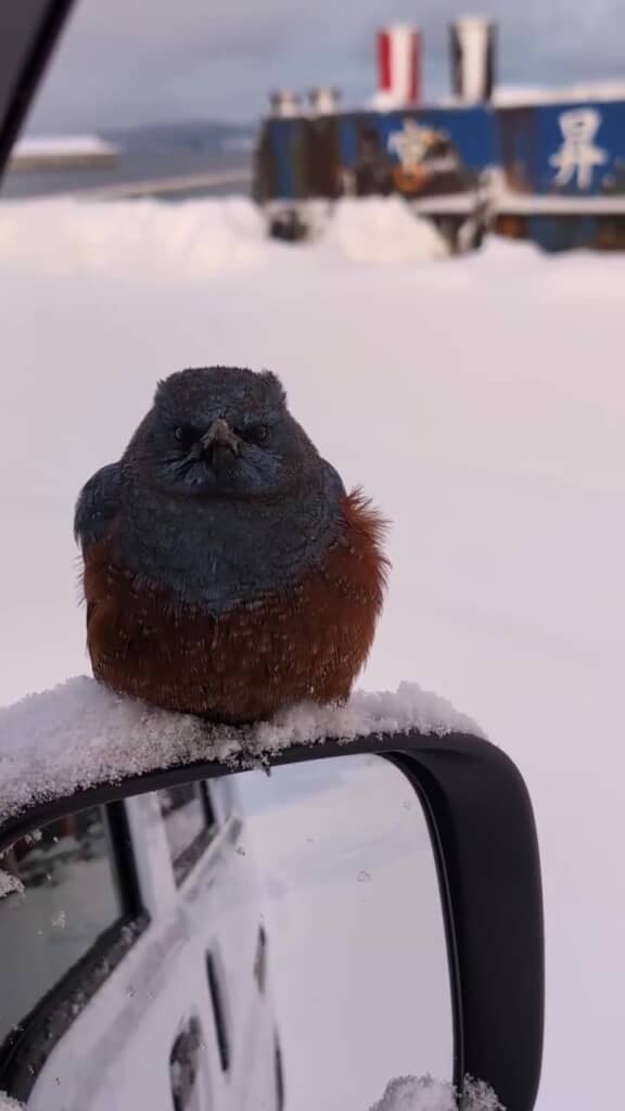 青と赤褐色の美しい羽を持つ、イソヒヨドリのオス