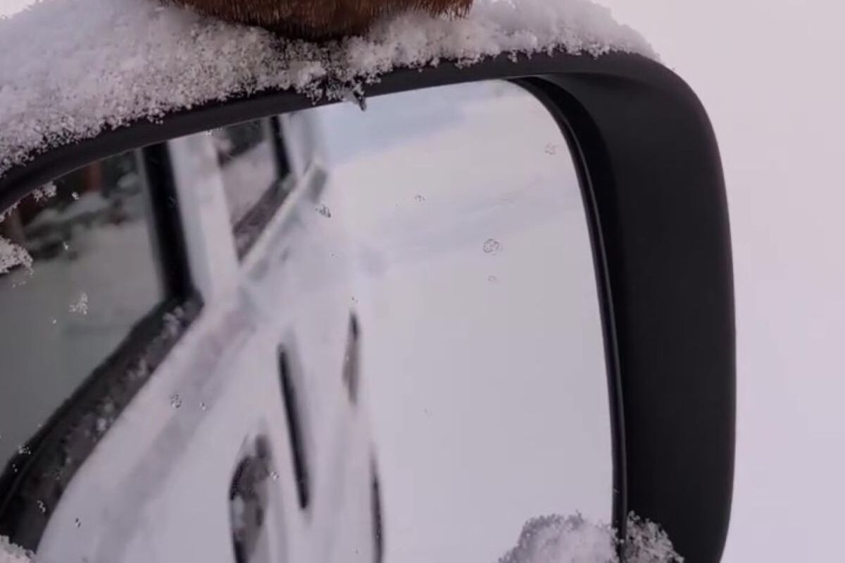 車のサイドミラーに“何か”が止まり→窓を開けたら…… 「突進して来ないかヒヤヒヤした」まさかの光景に「こんな事あるんですね」 | その他生き物 ねとらぼ