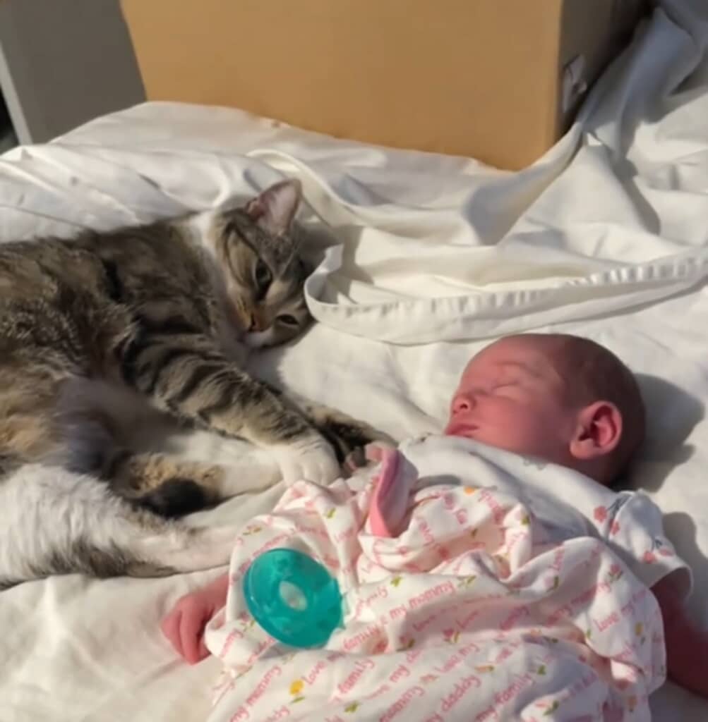 赤ちゃんに寄り添う猫