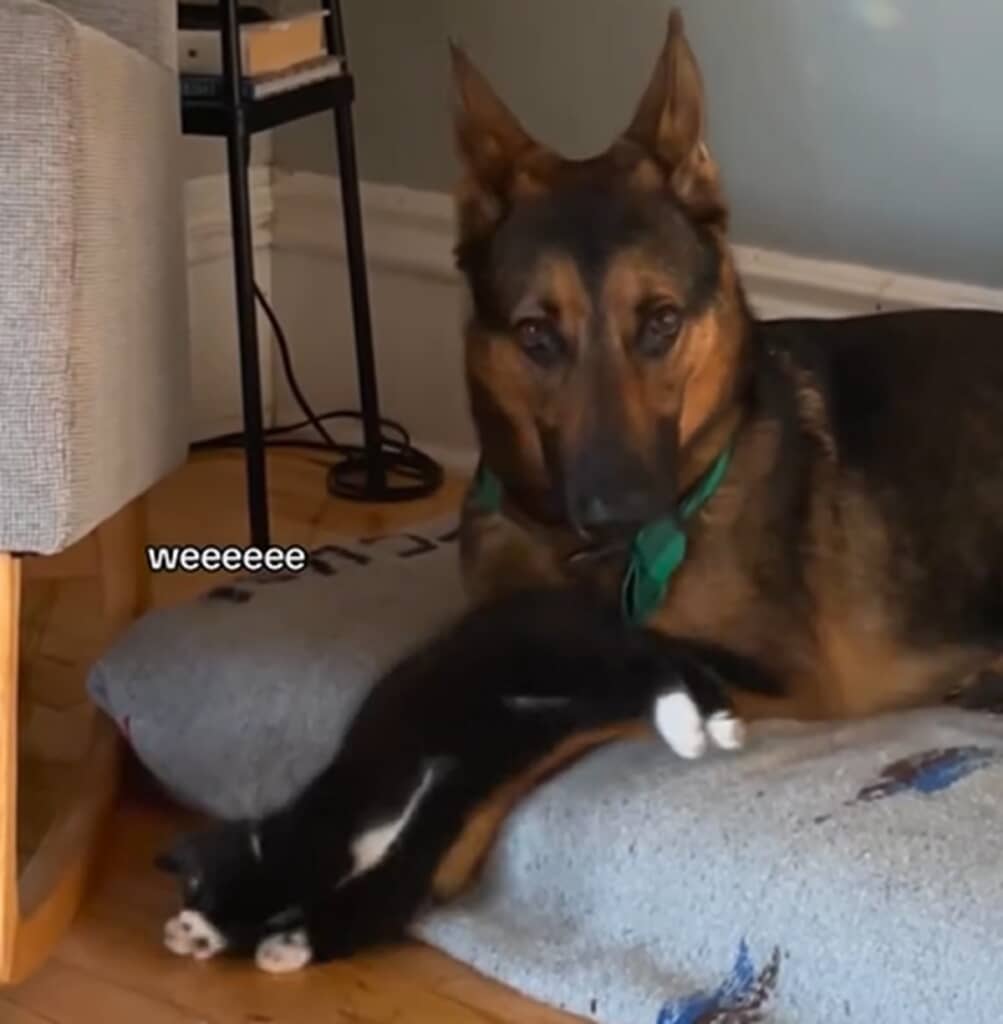 異種の二匹が初対面