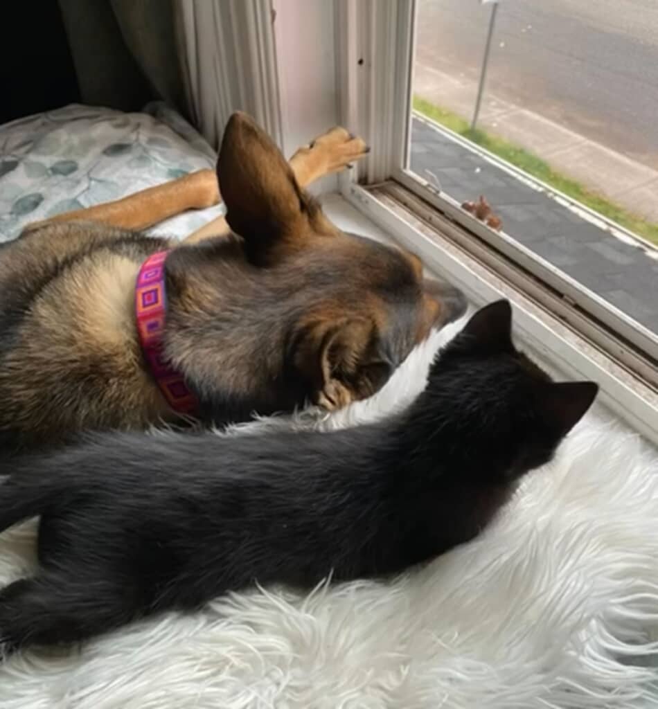 絆を育んだ異種二匹