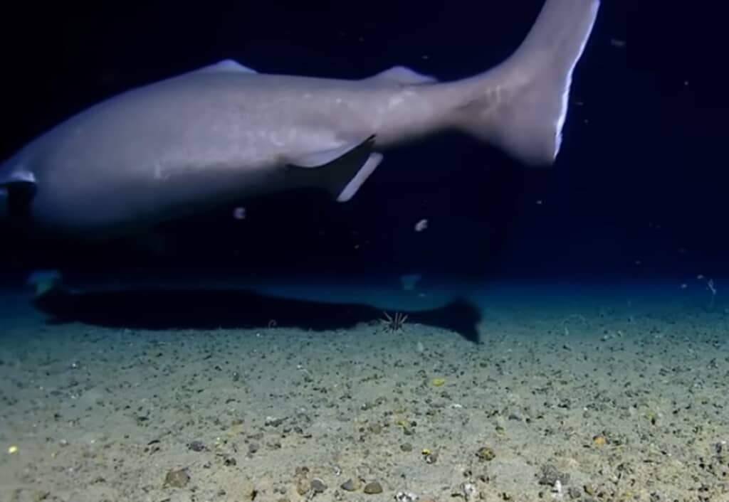 大型サメのオンデンザメ