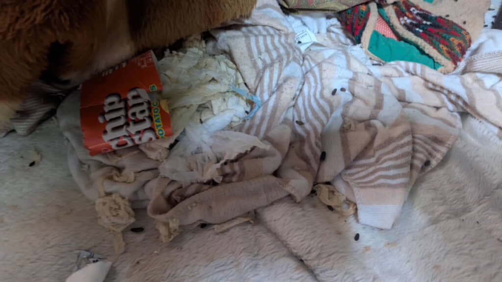 敷布団をめくると大量のネズミの糞