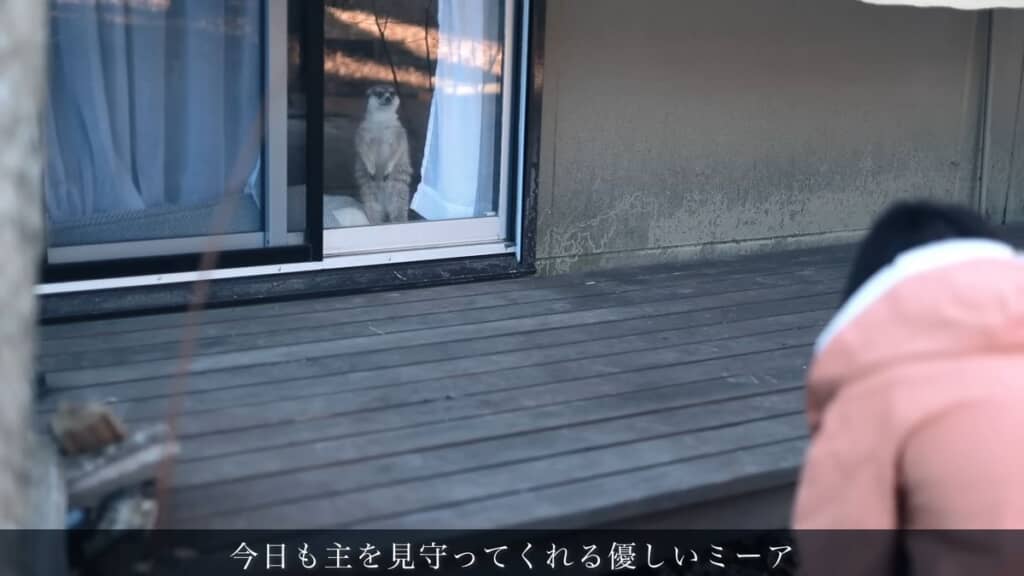 ミーアキャットに見守られながら作業する投稿者