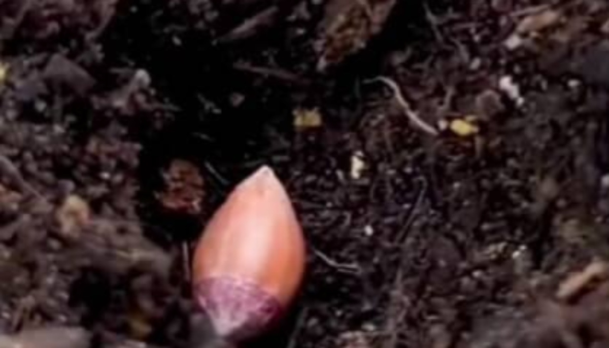 食べ終わったオレンジの種を植えて、大切に5年育てると……「やばっ」　まさかの光景に「すごい」「えー！！」（1/3） | ライフスタイル ねとらぼ