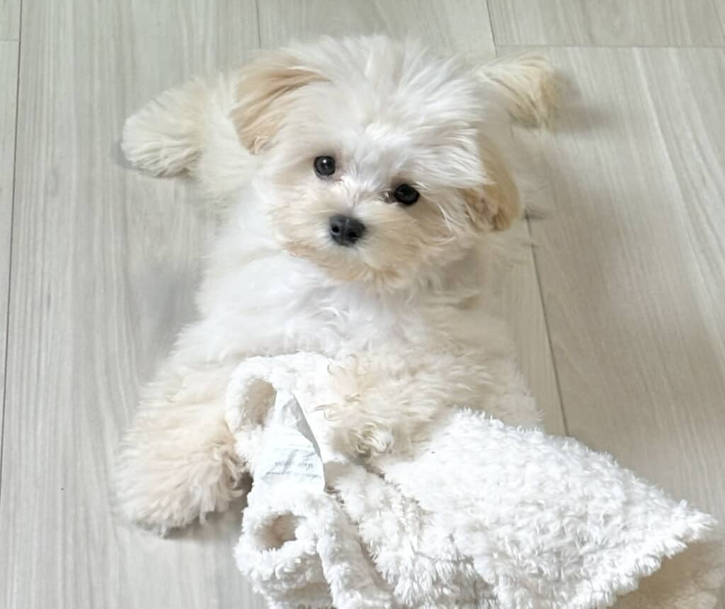 韓国人にバタークッキーやポップコーンと例えられるそうです