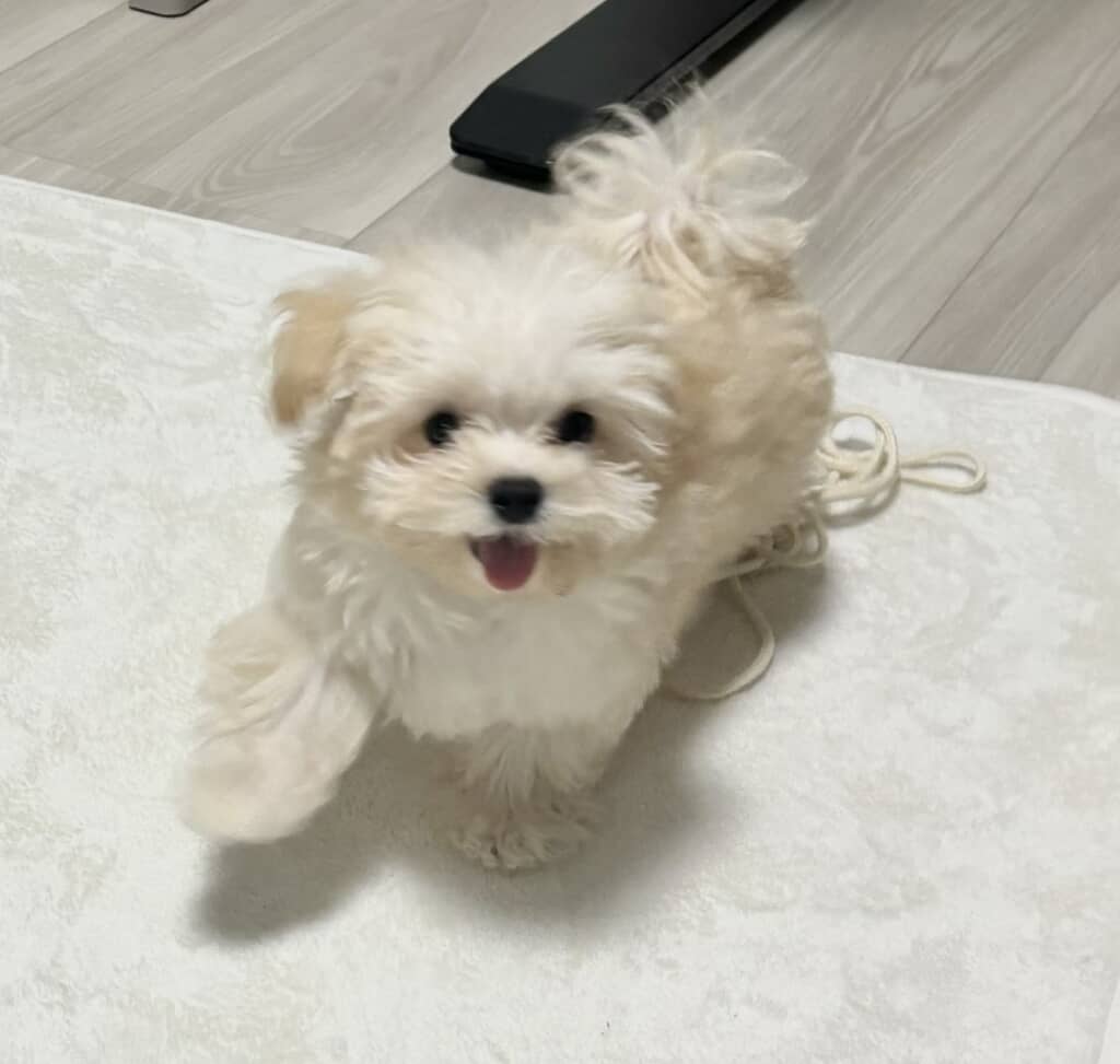 マルチーズとトイプードルのミックス「ぽてと」くん