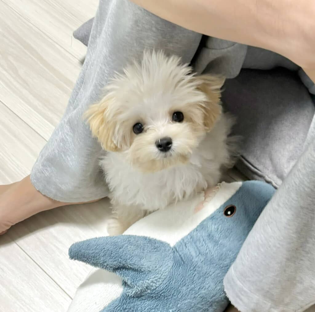 食べ物に似ていてかわいいぽてとくん