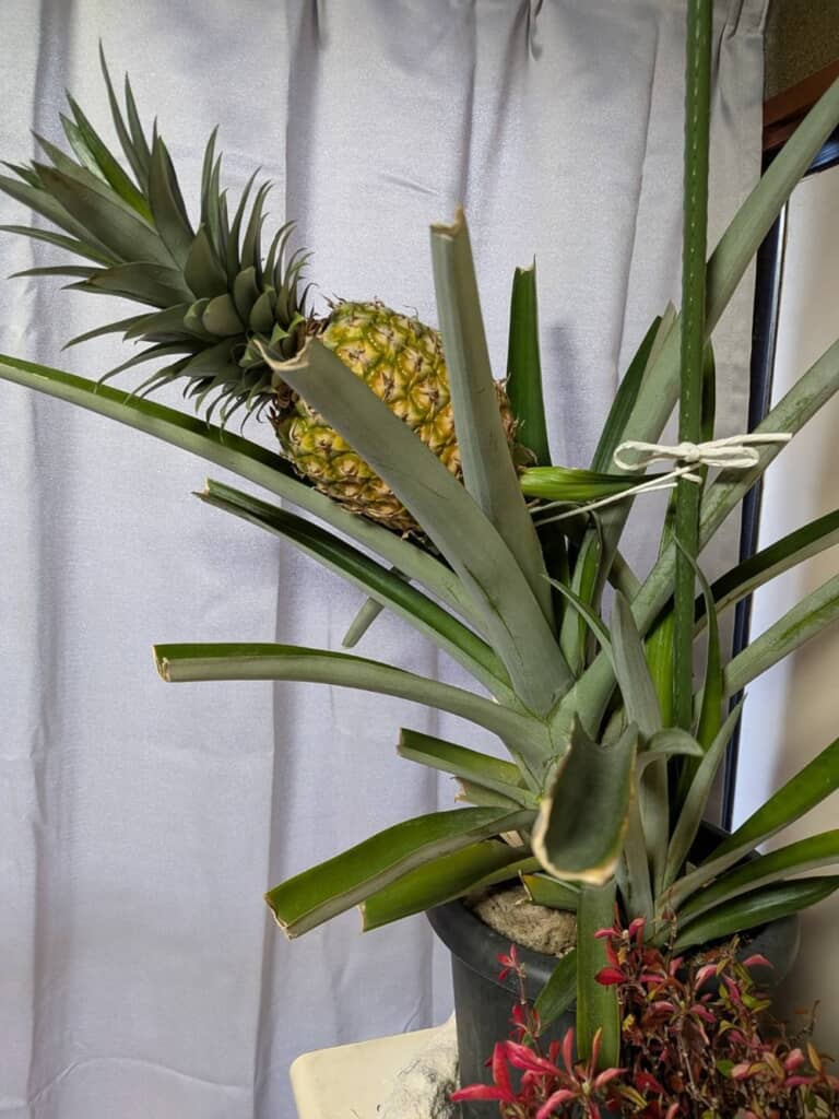 重たい実を支えるべくひもで支柱にくくりつけた