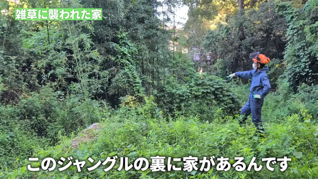 こちらはジャングルではなく、家の裏側です