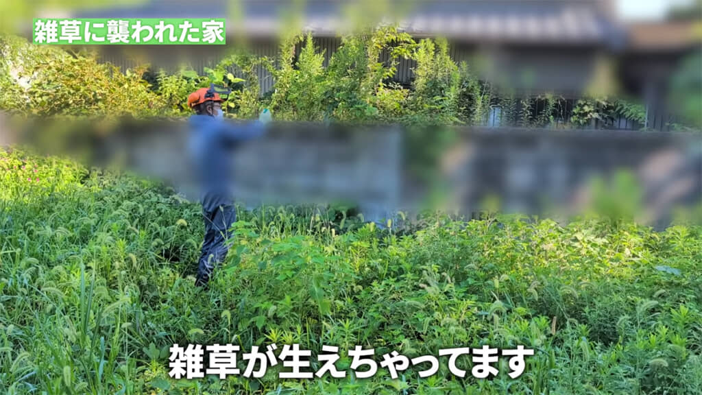 家の表側も雑草まみれでした
