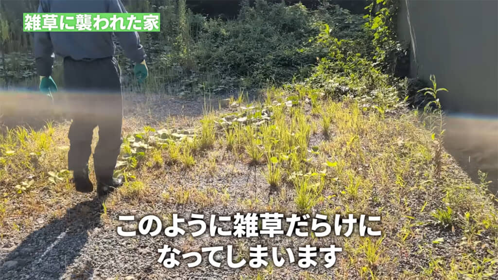 日当たりのいい駐車場も雑草まみれです