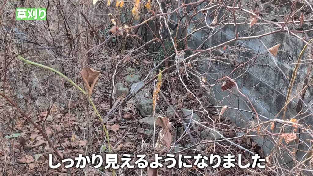 2週間後、雑草はしっかりと枯れていました