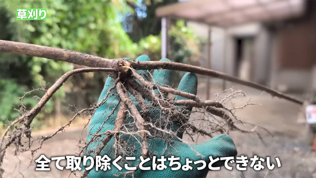 クズは一度の草刈りや除草剤では駆除できません