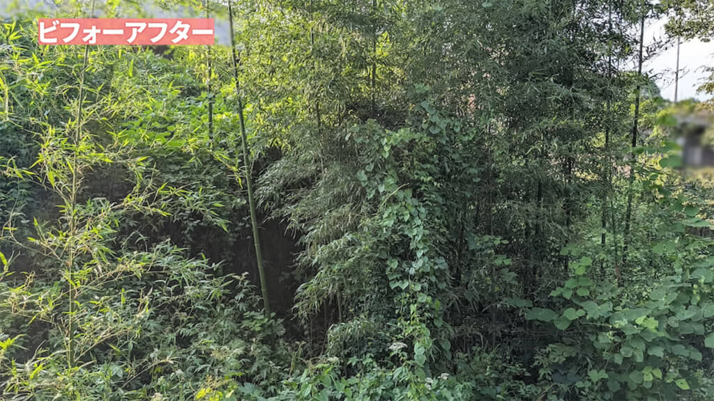 竹もクズも生い茂っていた家の裏