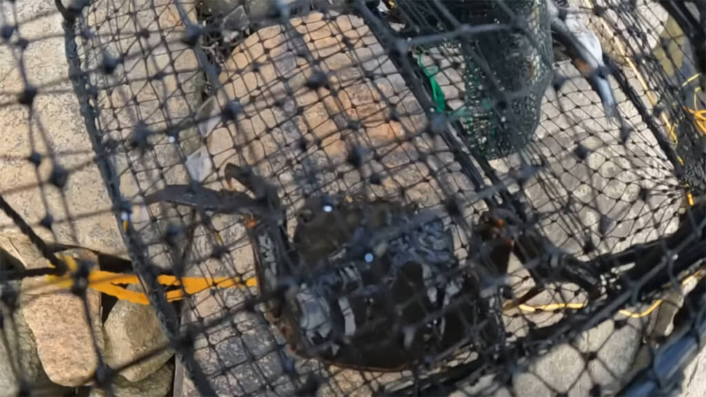 ついにモクズガニをゲットしました！