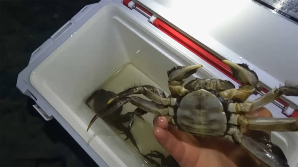 小さなカニカゴには2匹