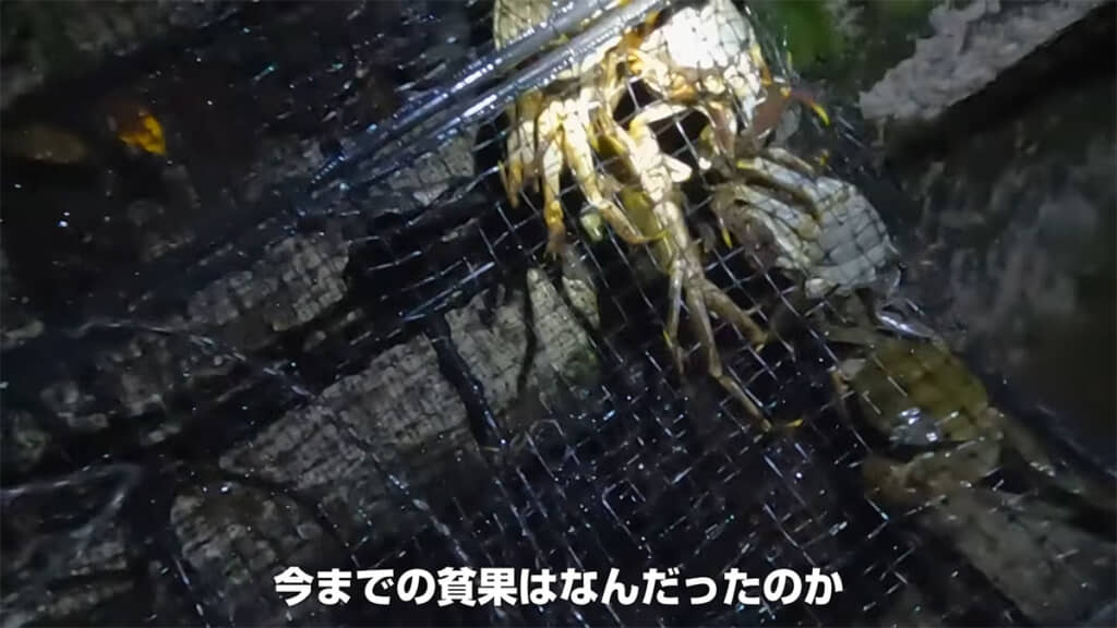 大きなカニカゴには15匹のカニが入っていました