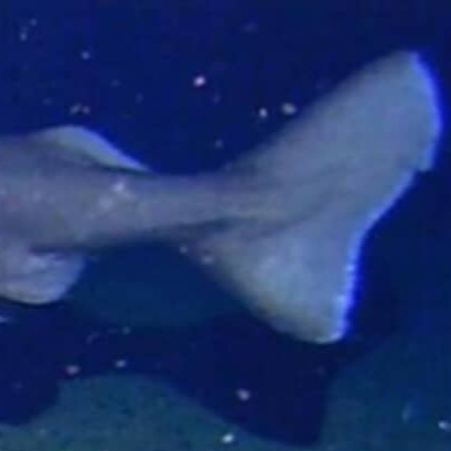 南極に「サメ」はいた──　世界初、水温1.27度の深海に体長4メートル級が出現【海外】 | IT・科学 ねとらぼ