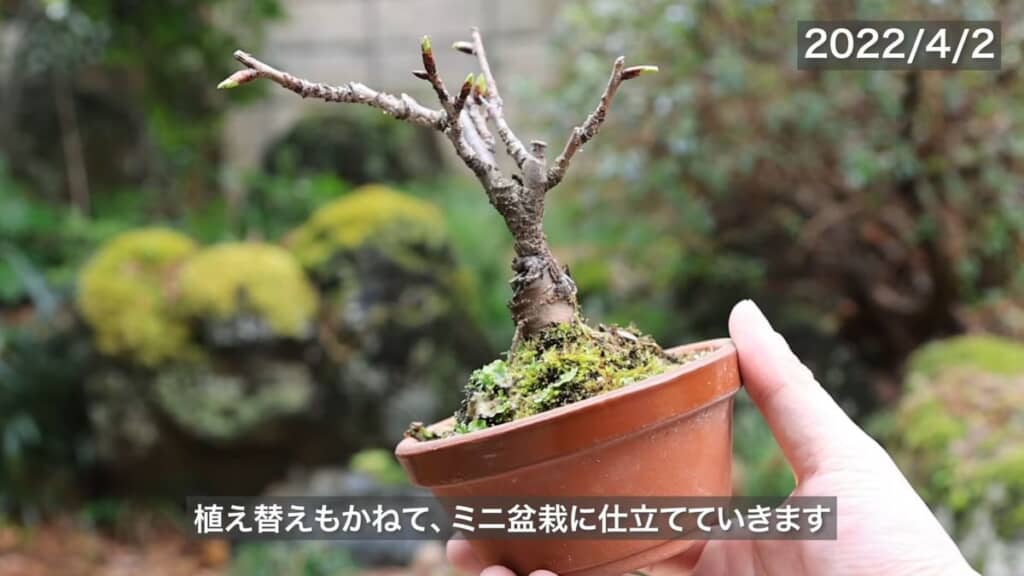 植え替える前のサクラの苗木
