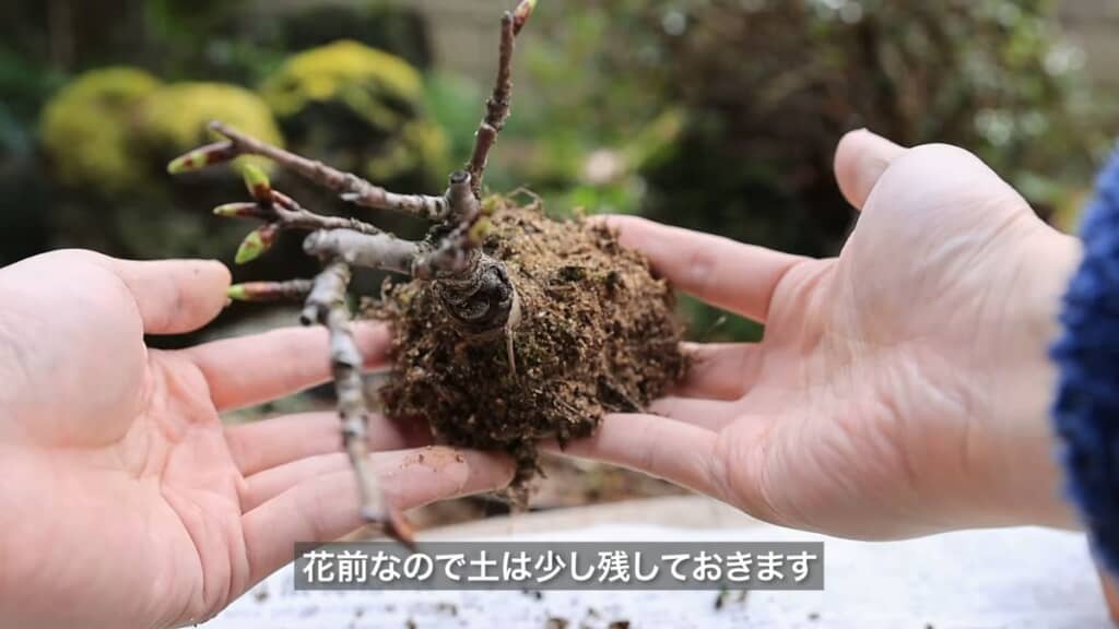 開花前のため根鉢の土を残しておく