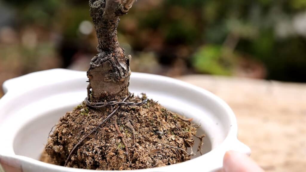 ワイヤーで株元を固定したサクラの苗木