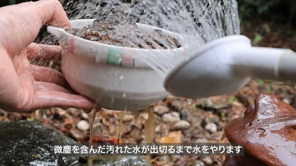 土鍋内の土と苗木に水をかけて、茶色い水が底から流れ出てくる様子