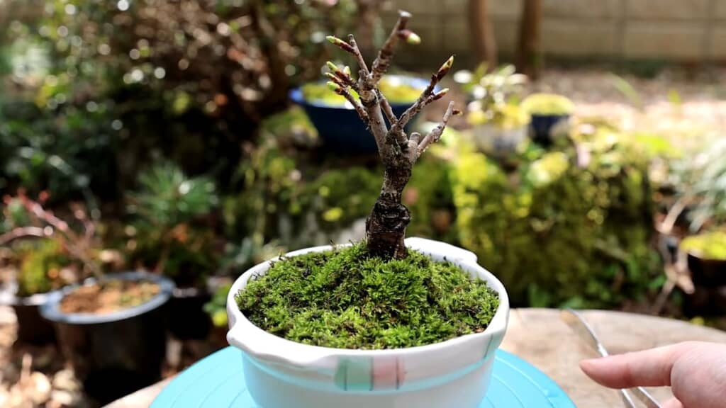 地肌にコケを移植したサクラの苗木