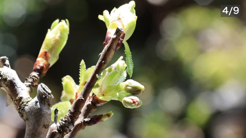 4月9日の広がり始めたサクラの蕾
