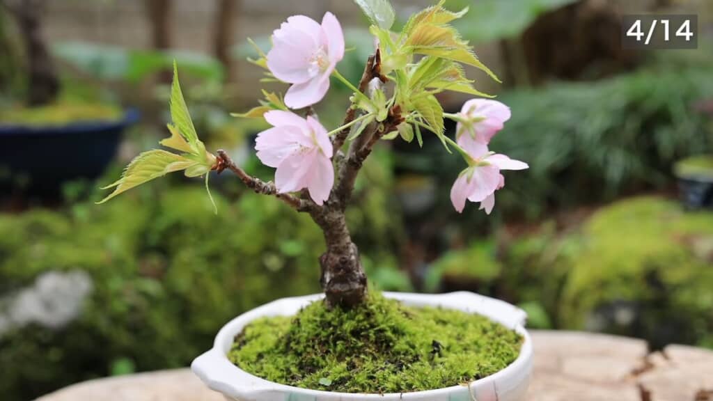 4月14日に開花したサクラ