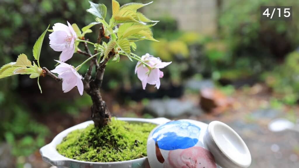 鍋のフタも添えて撮った「桜の土鍋ミニ盆栽」