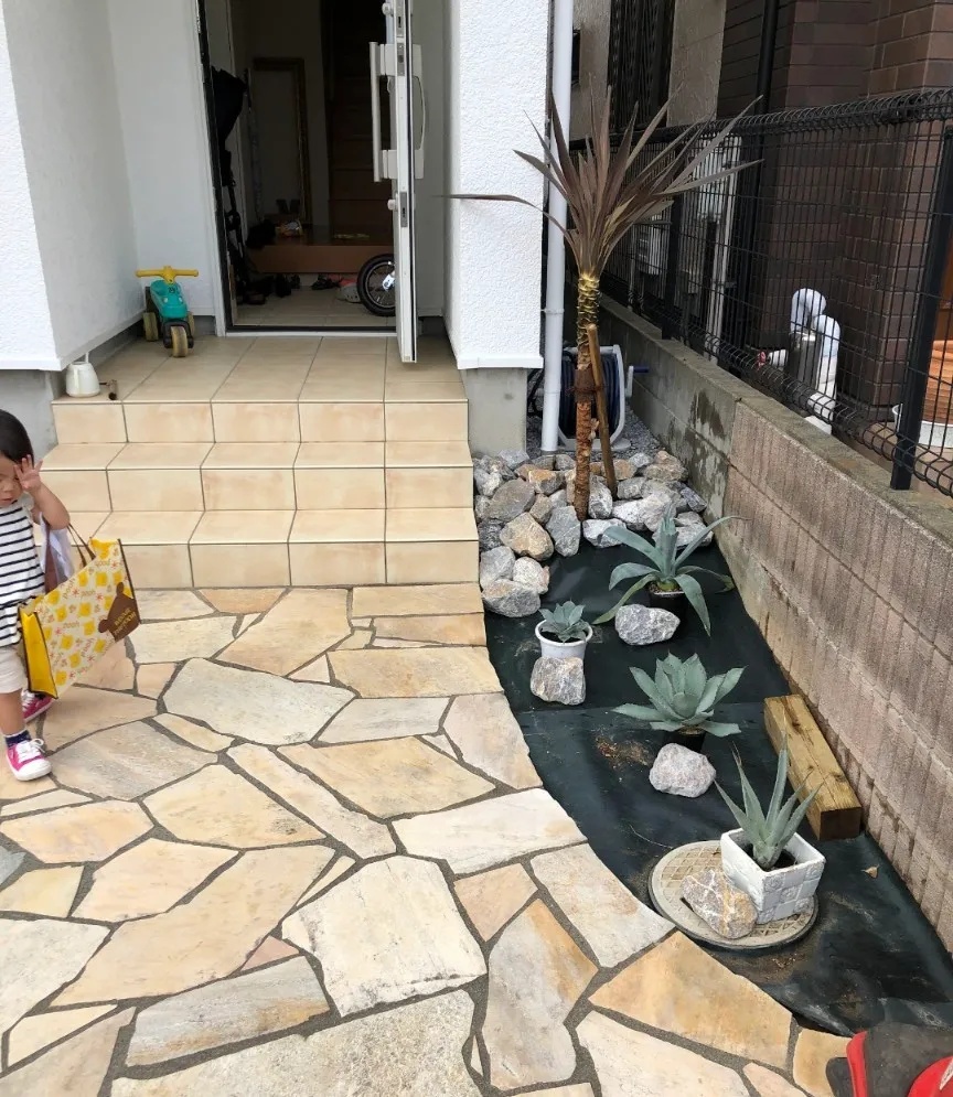 6年前に植えたアガベたち