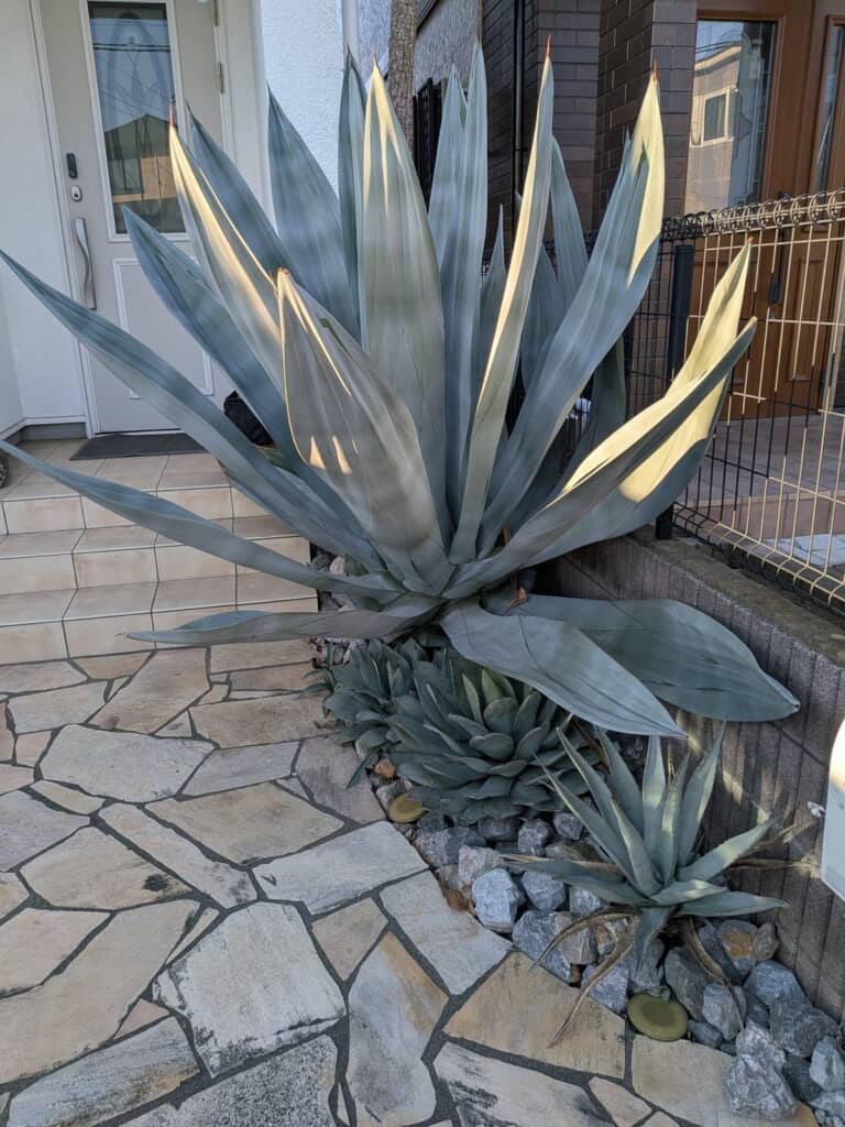 現在に至るまでに巨大化！