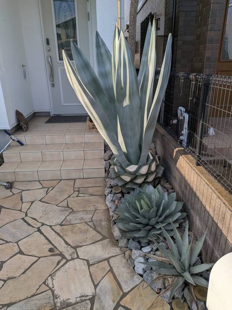 夫が剪定したらパイナップルに……