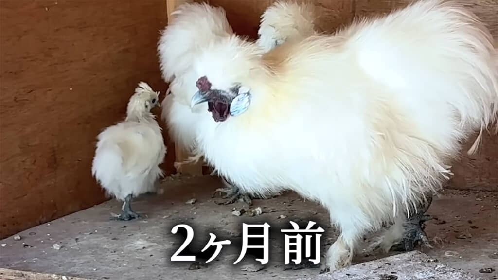 2カ月前に保護した烏骨鶏のヒナは