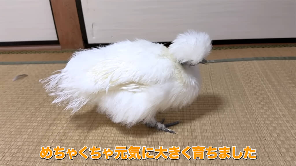 すっかり元気に大きくなりました