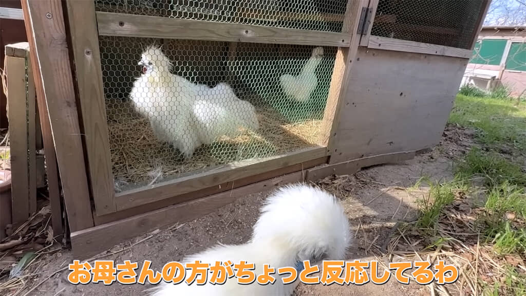 まずは扉越しにお見合い