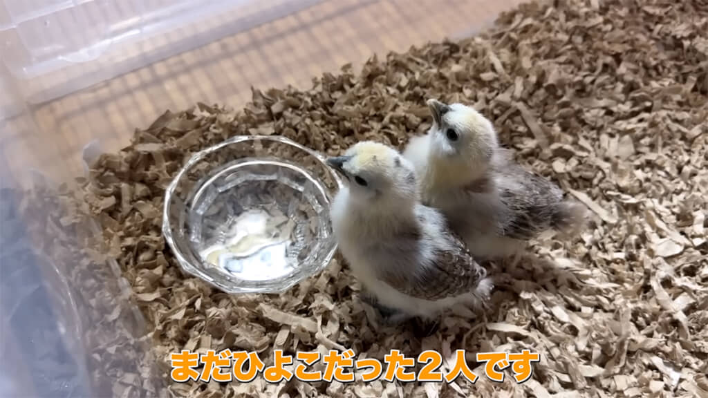 1カ月前のウリちゃんとウラちゃん