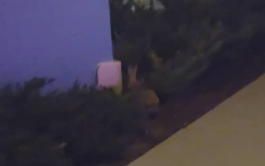 うさぎが草むらに逃げていく様子