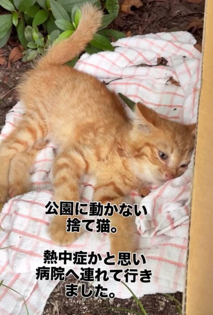 公園で出会った動かない子猫