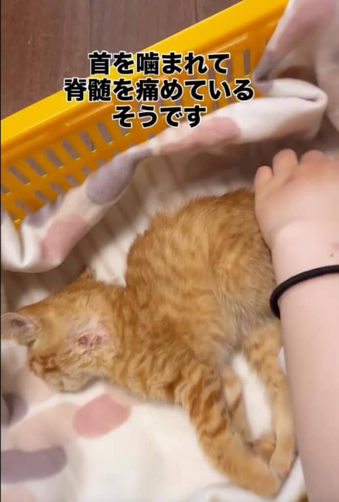 首を噛まれて脊髄を痛めていました