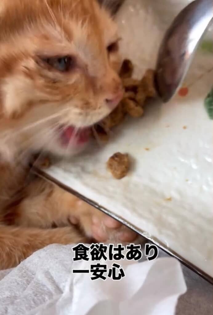 食欲はあり一安心