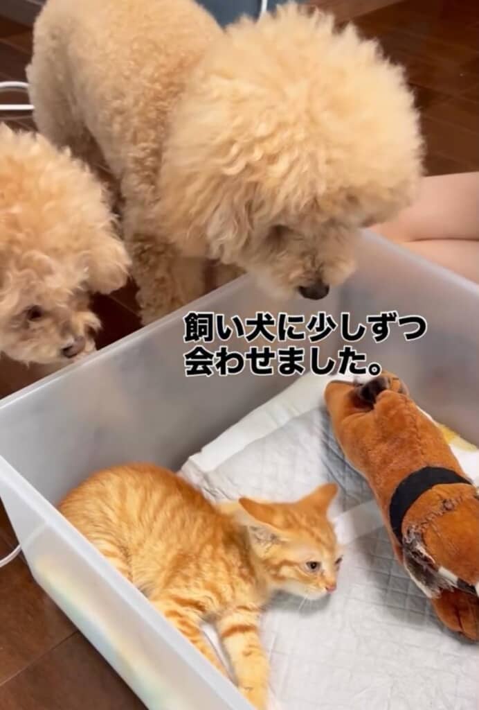 先住犬たちと初対面