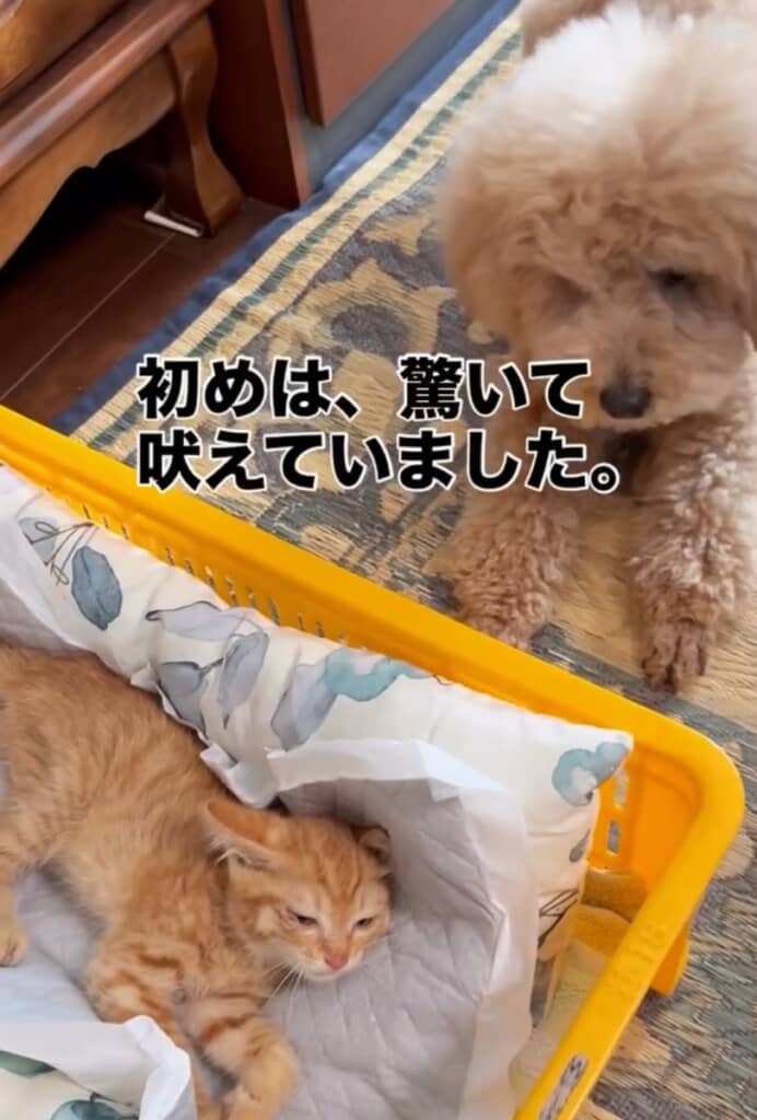 最初は初めて見る猫に驚いて吠えていたワンコたち
