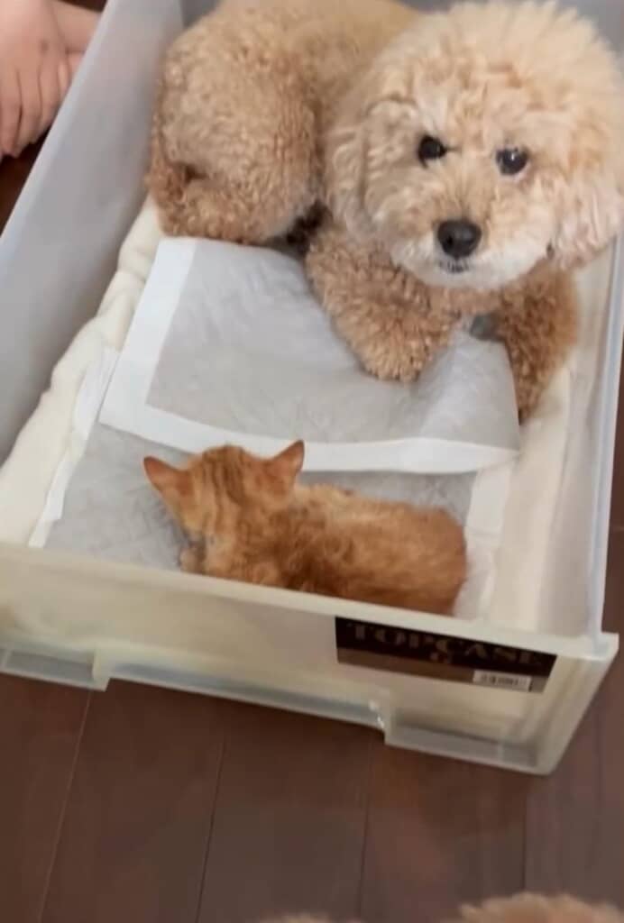 とらくんを優しく見守るように