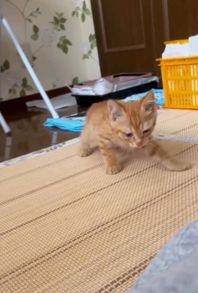 すくすく元気に育っているとらくん