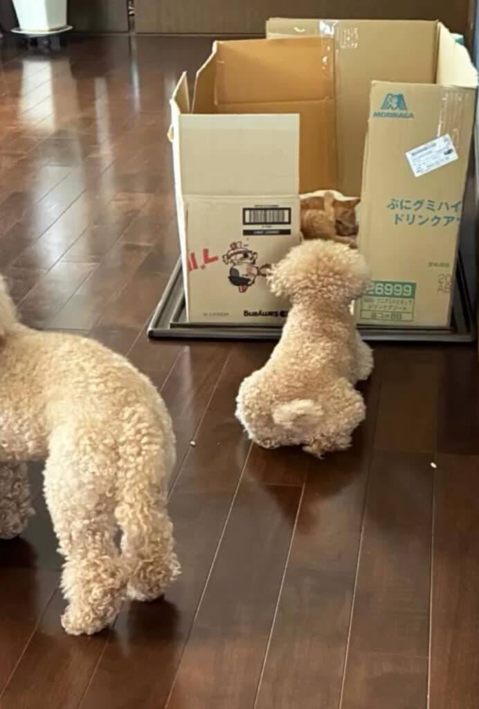 とらくんの様子が気になるようです